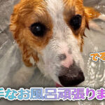 苦手なお風呂頑張りました