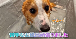 苦手なお風呂頑張りました