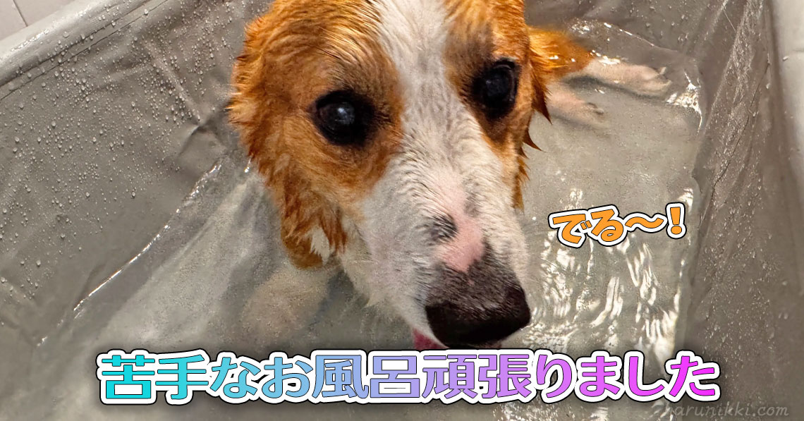 苦手なお風呂頑張りました