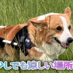 少しでも涼しい場所へ