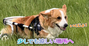 少しでも涼しい場所へ