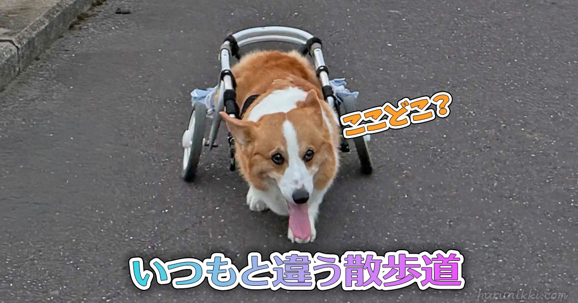 いつもと違う散歩道