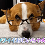 カワイイおじいちゃん？