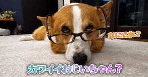 カワイイおじいちゃん？