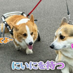 にいにを待つ