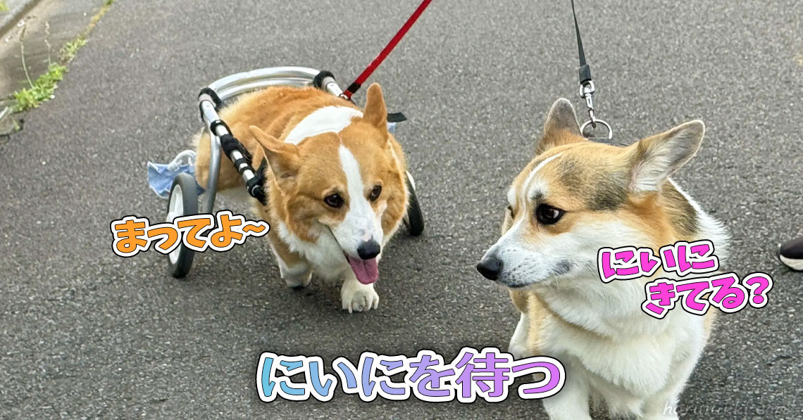 にいにを待つ