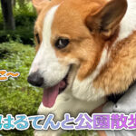 はるてんと公園散歩