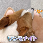 ワンモナイト