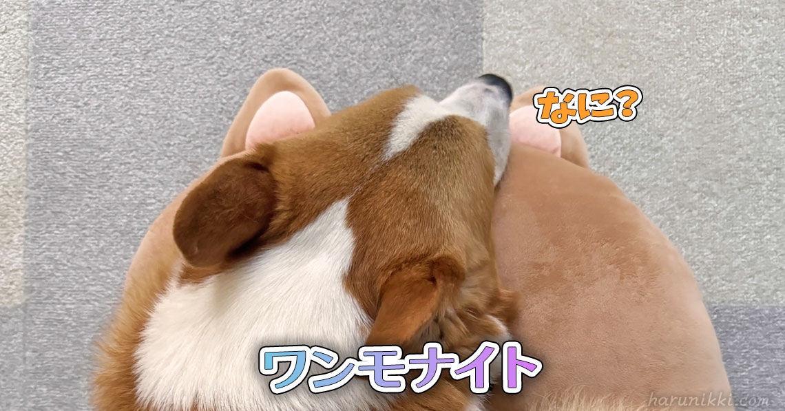 ワンモナイト