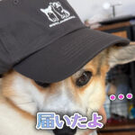 届いたよ
