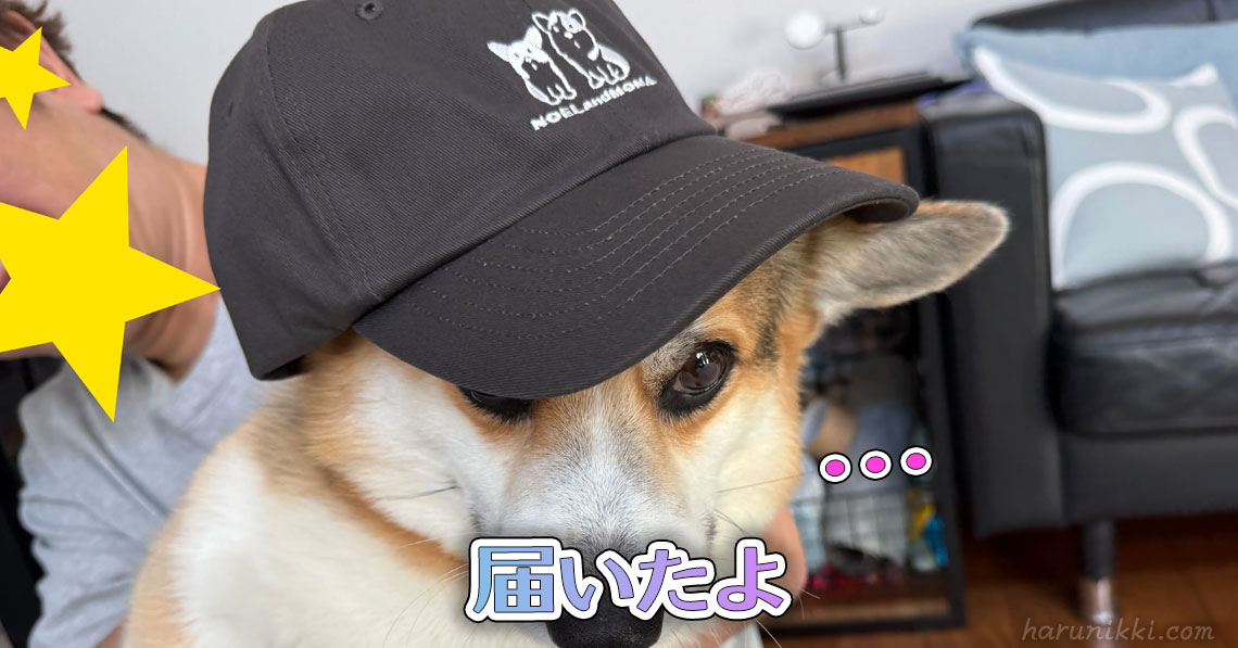 届いたよ