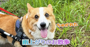 雨上がりのお散歩