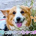 引っかかっちゃった