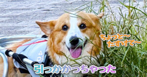 引っかかっちゃった