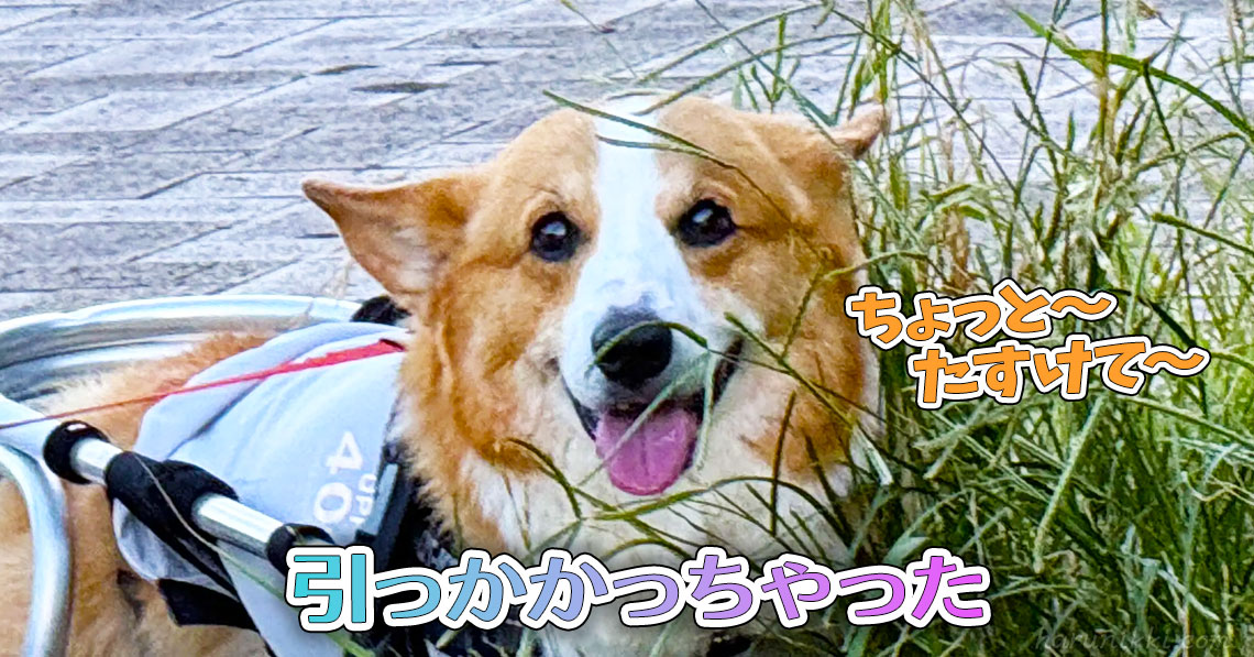 引っかかっちゃった