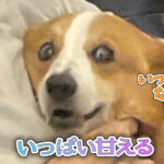 いっぱい甘える