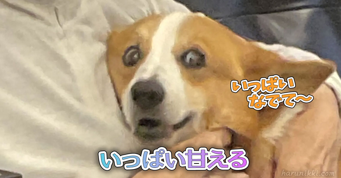 いっぱい甘える