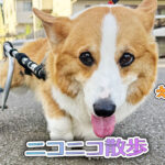 ニコニコ散歩