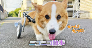ニコニコ散歩