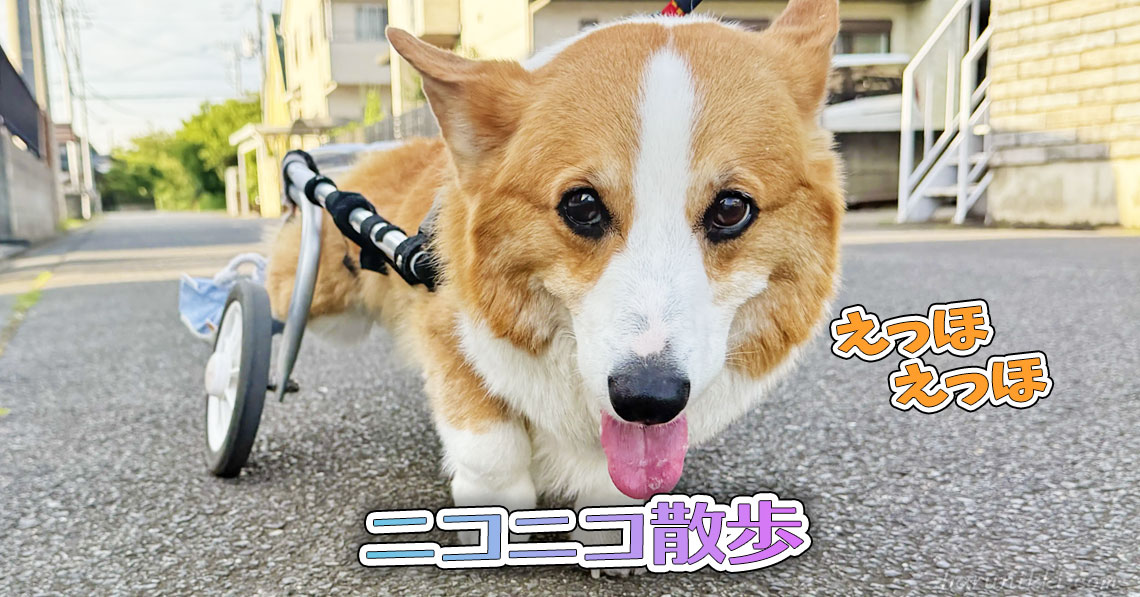 ニコニコ散歩