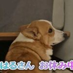 はるさん お休み中