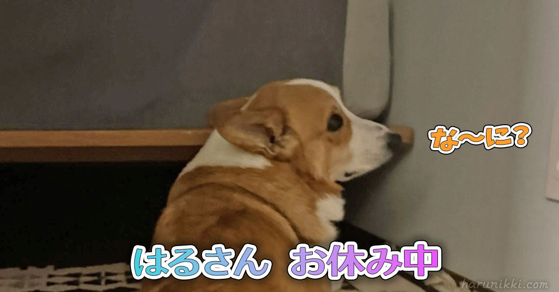 はるさん お休み中
