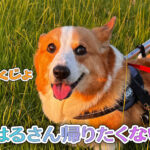 はるさん帰りたくない