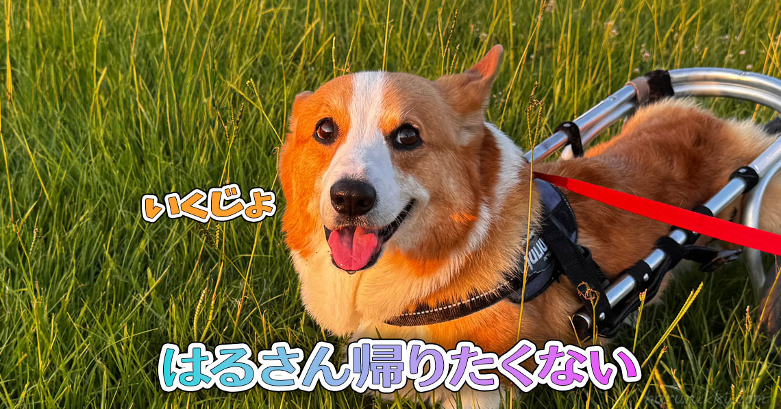 はるさん帰りたくない