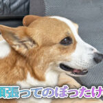 頑張ってのぼったけど