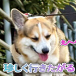 珍しく行きたがる