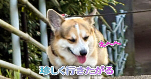 珍しく行きたがる