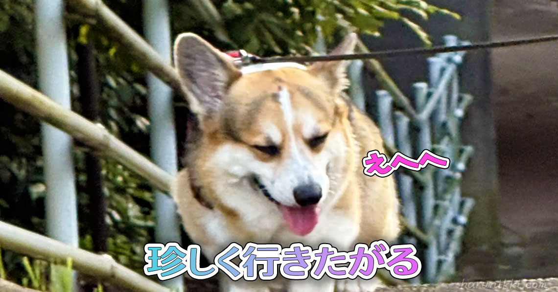 珍しく行きたがる