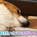 お互いにそばがいい!