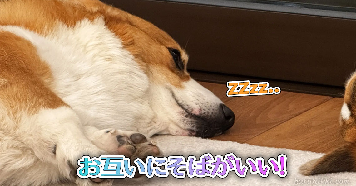お互いにそばがいい!