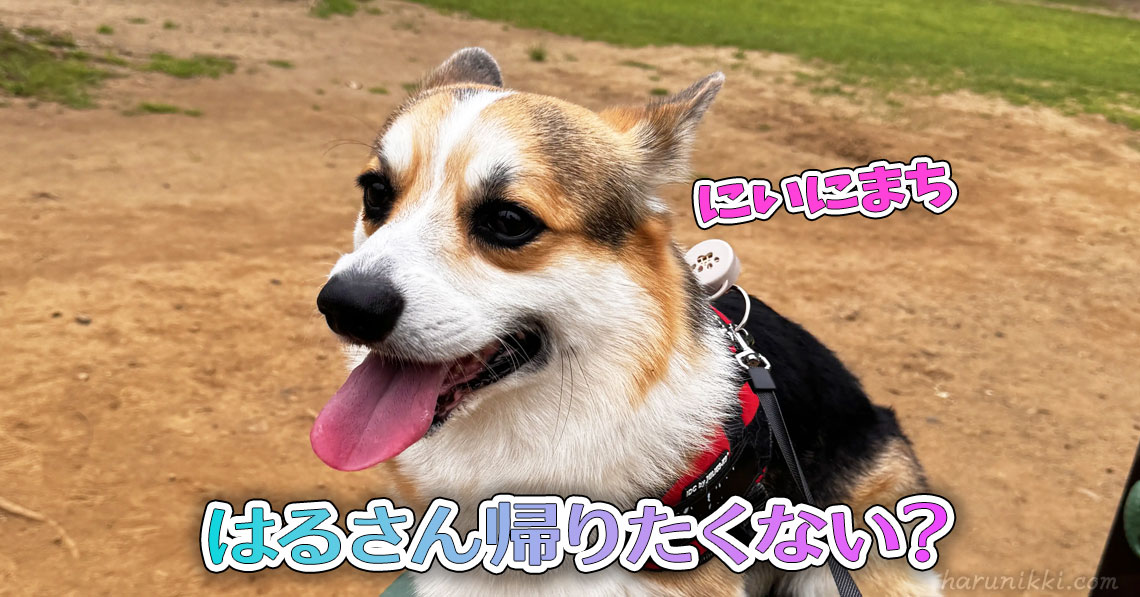 はるさん帰りたくない？