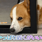 やっぱり近くがいいね