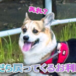 呼んだら戻ってくるお利口さん