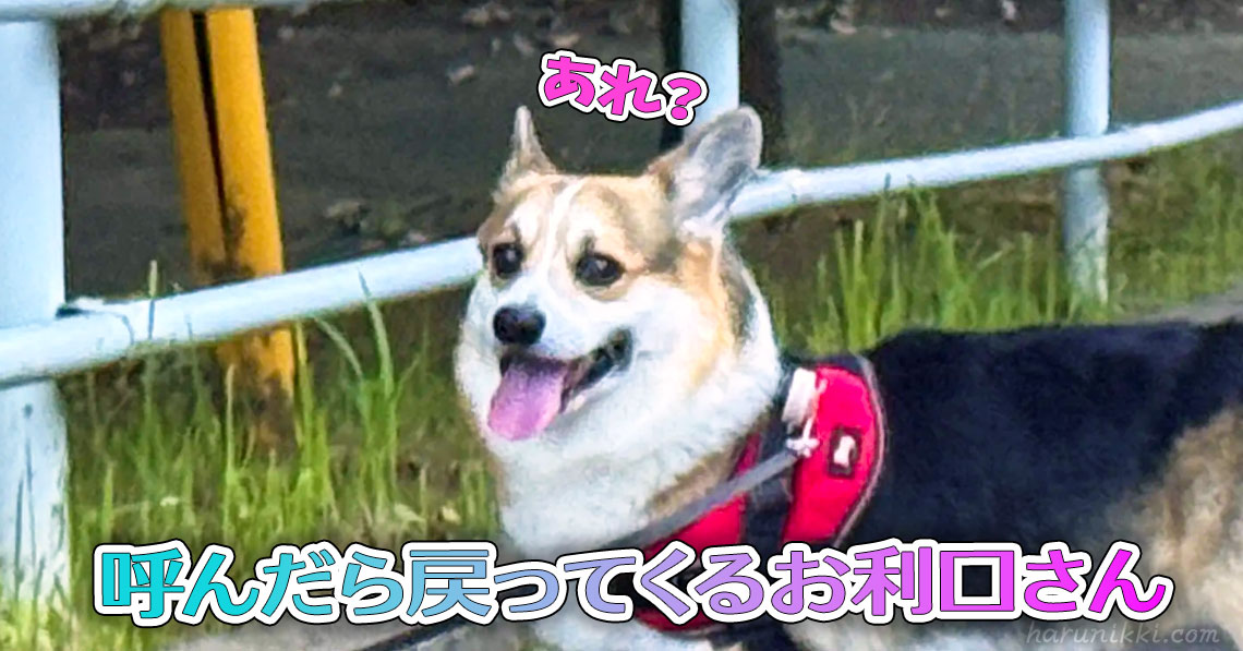 呼んだら戻ってくるお利口さん