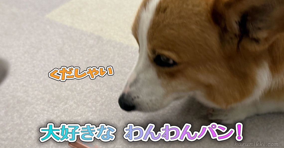 大好きな わんわんパン！