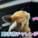 助手席チャレンジ