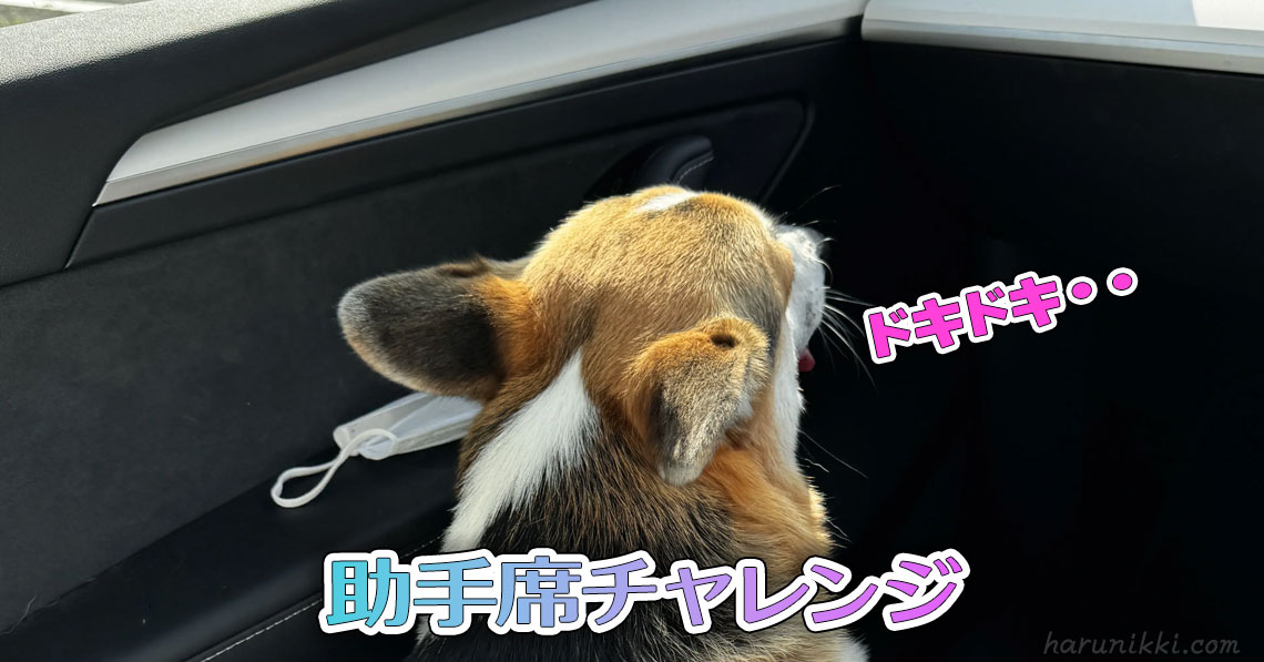 助手席チャレンジ