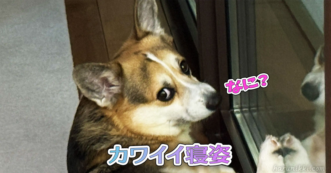 カワイイ寝姿