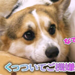 くっついてご機嫌