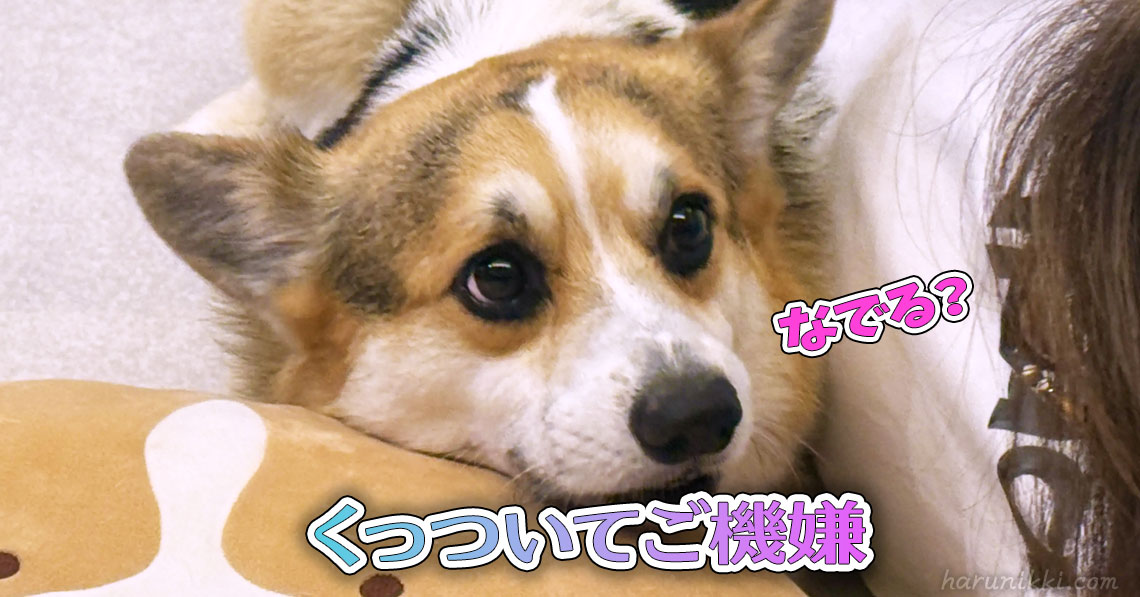 くっついてご機嫌