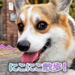 にこにこ散歩！