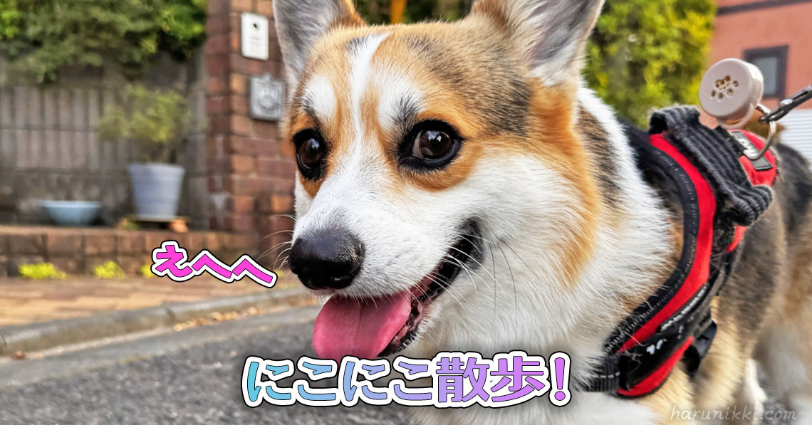 にこにこ散歩！