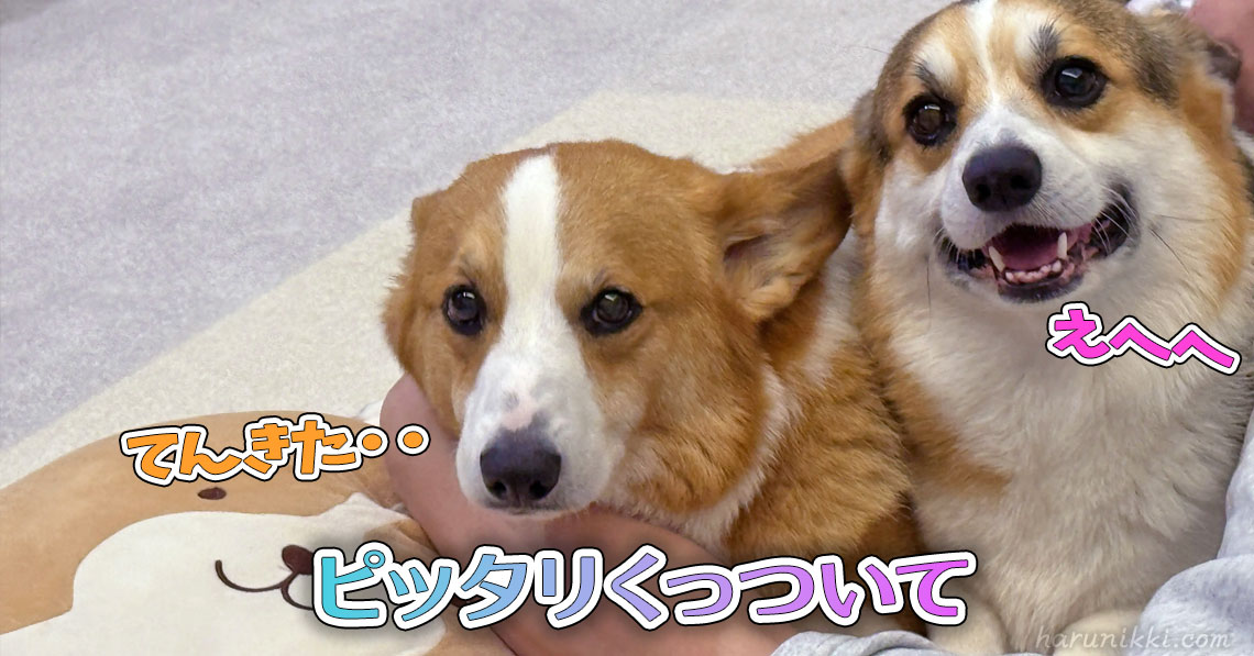 ピッタリくっついて