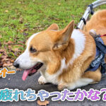 疲れちゃったかな？