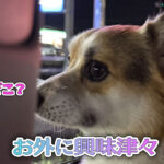 お外に興味津々