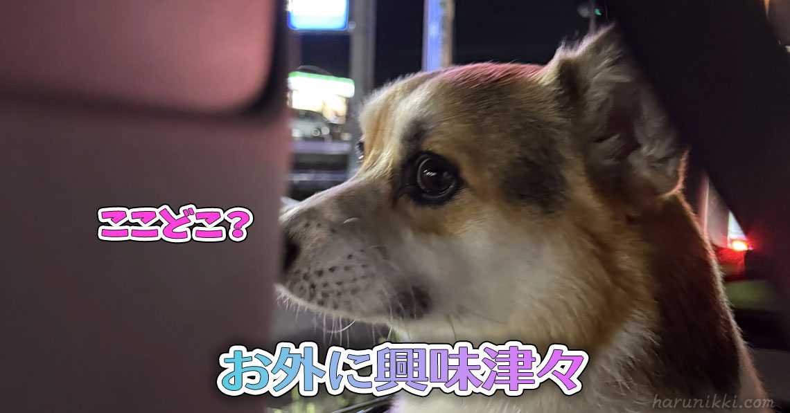 お外に興味津々